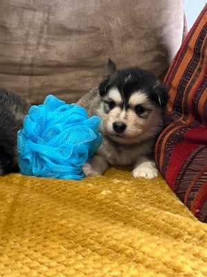 Les chiots de Chien finnois de Laponie