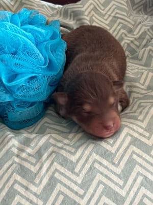 Chiot N°3 - Chien finnois de Laponie