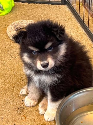 Les chiots de Chien finnois de Laponie
