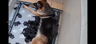 Les chiots de Berger Allemand