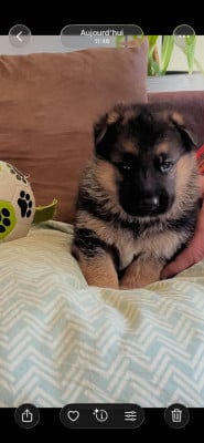 Les chiots de Berger Allemand