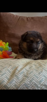 Les chiots de Berger Allemand