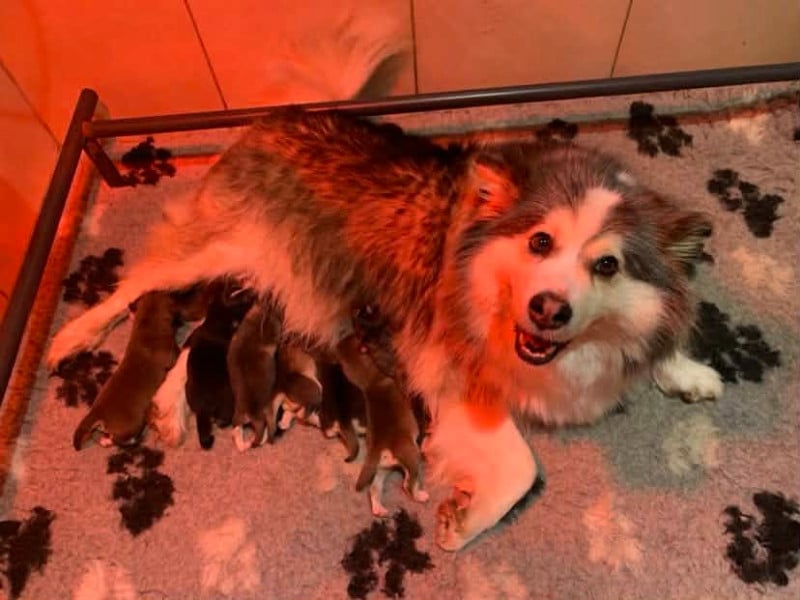 Chien finnois de Laponie - Les diablotins d'isis