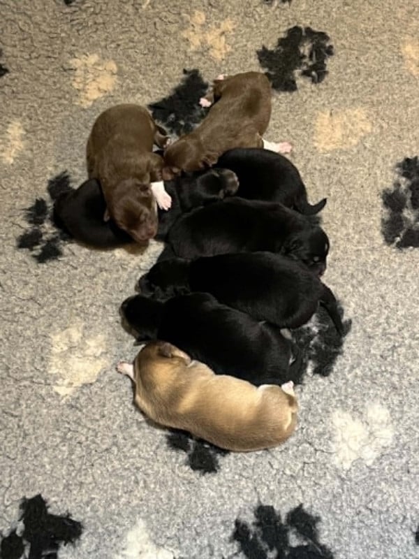 Chien finnois de Laponie - Les diablotins d'isis
