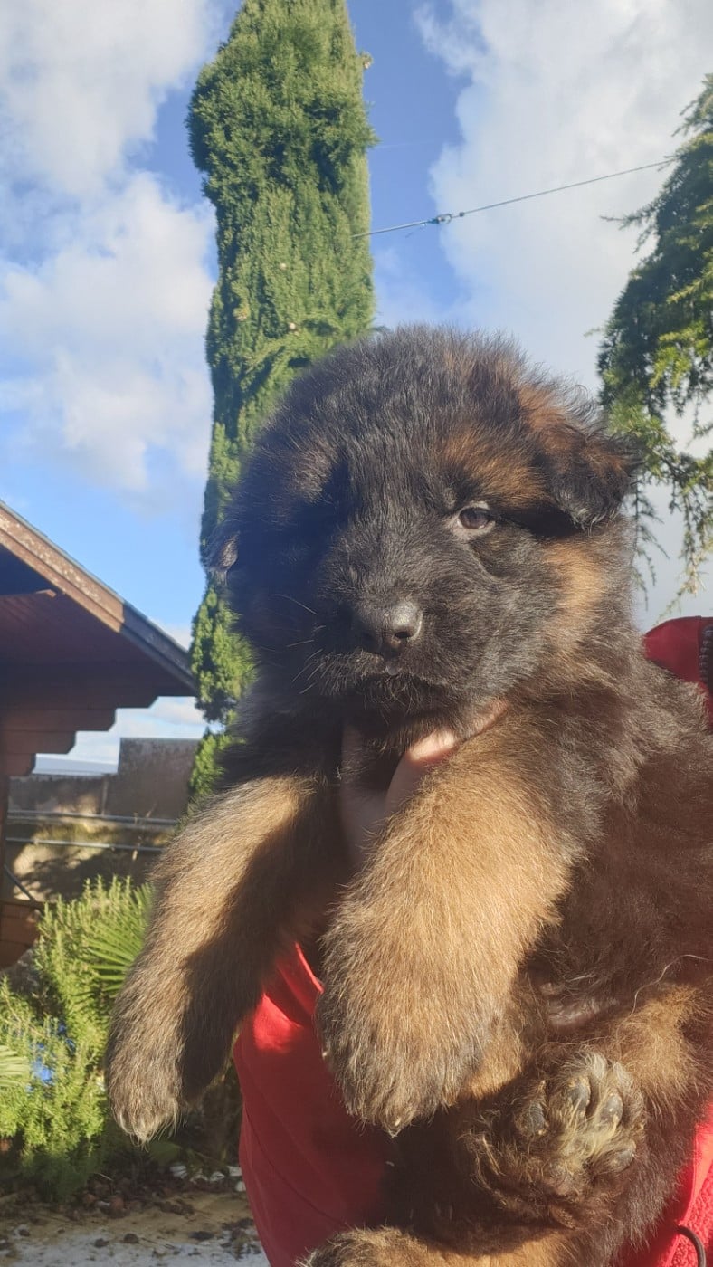 CHIOT 1 - Berger Allemand Poil Long