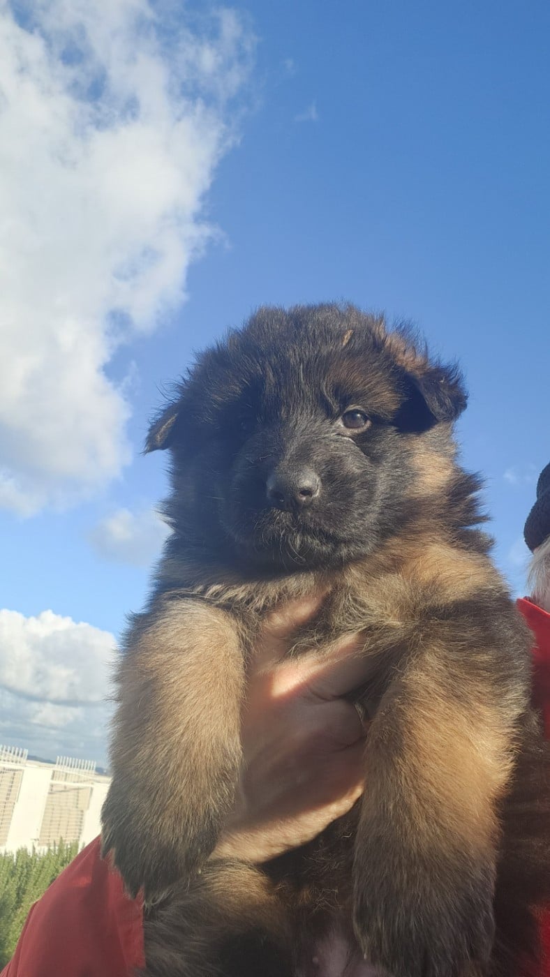 CHIOT 5 - Berger Allemand Poil Long