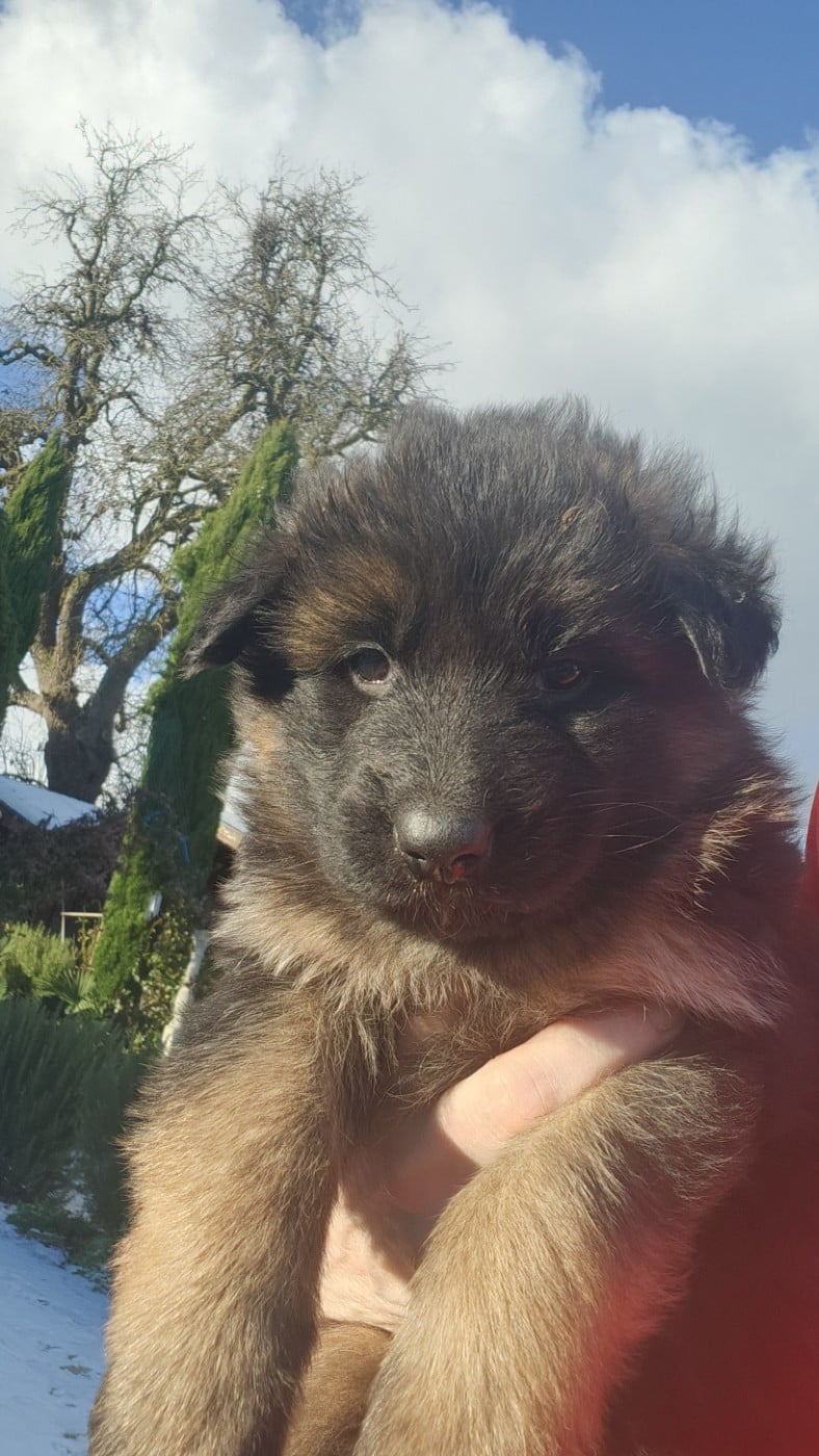 CHIOT 6 - Berger Allemand Poil Long