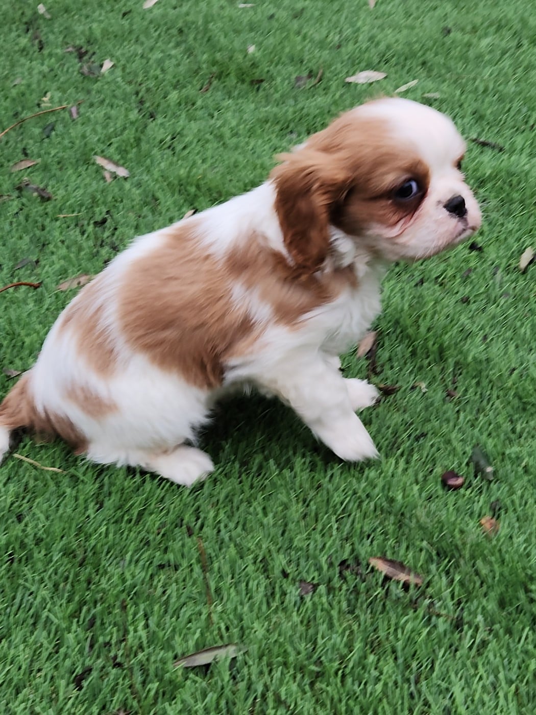 Cavalier King Charles Spaniel - de la Taverniere