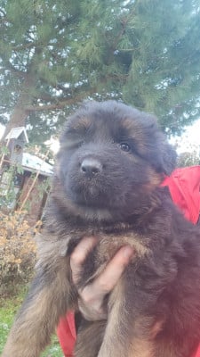 Les chiots de Berger Allemand Poil Long