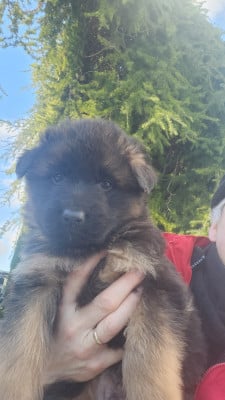 Les chiots de Berger Allemand Poil Long