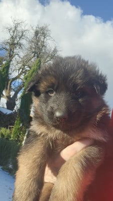 CHIOT 6 - Berger Allemand Poil Long