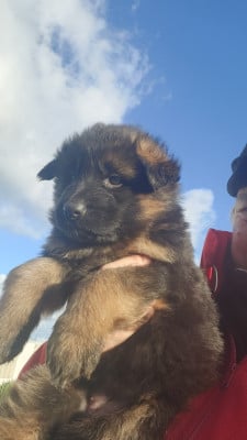 CHIOT 7 - Berger Allemand Poil Long