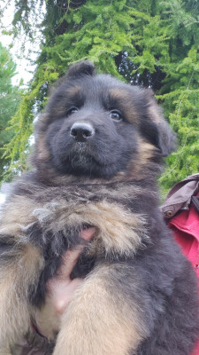 Les chiots de Berger Allemand Poil Long