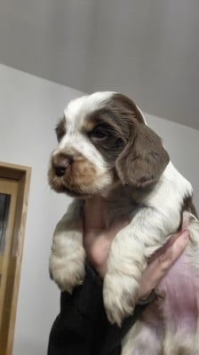 Les chiots de Cocker Spaniel Anglais