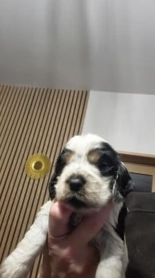Les chiots de Cocker Spaniel Anglais