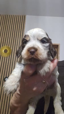 Les chiots de Cocker Spaniel Anglais
