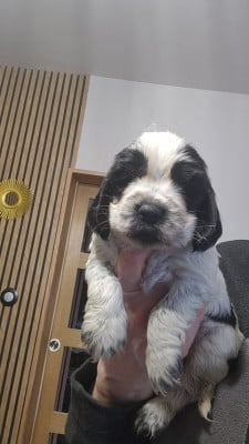 Les chiots de Cocker Spaniel Anglais