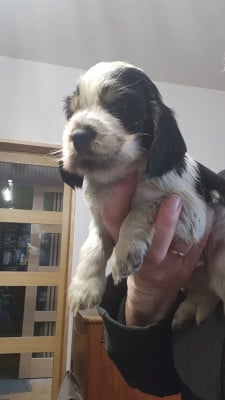 Les chiots de Cocker Spaniel Anglais