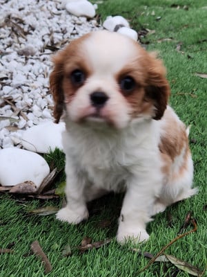 Les chiots de Cavalier King Charles Spaniel