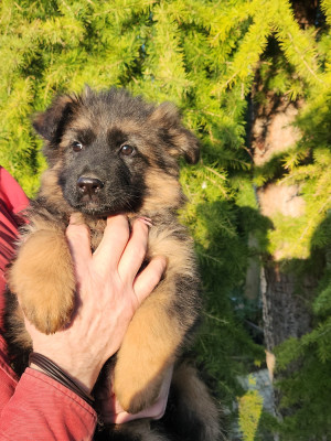 Les chiots de Berger Allemand Poil Long