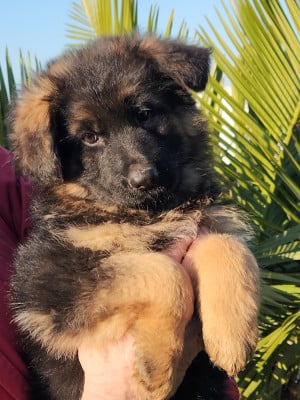 Les chiots de Berger Allemand Poil Long