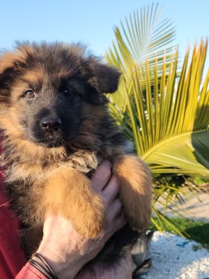 Les chiots de Berger Allemand Poil Long