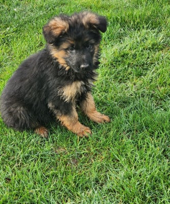 Les chiots de Berger Allemand Poil Long