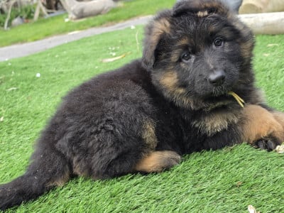 Les chiots de Berger Allemand Poil Long