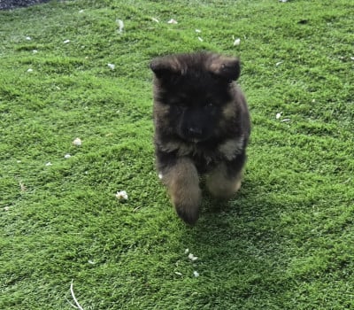 Les chiots de Berger Allemand Poil Long