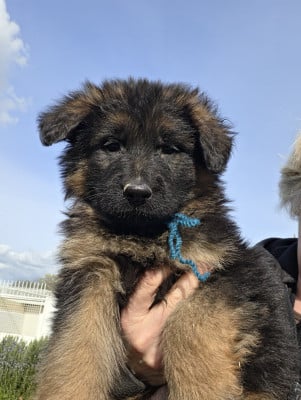 Les chiots de Berger Allemand Poil Long