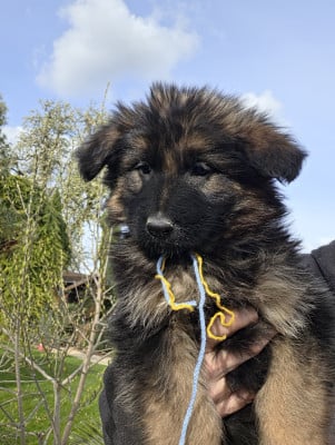 Les chiots de Berger Allemand Poil Long