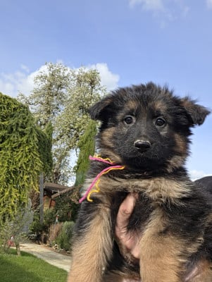 Les chiots de Berger Allemand Poil Long