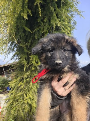 Les chiots de Berger Allemand Poil Long