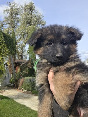 Les chiots de Berger Allemand Poil Long
