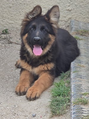 Les chiots de Berger Allemand Poil Long