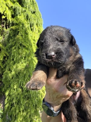 Les chiots de Berger Allemand Poil Long