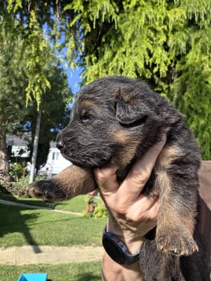 Les chiots de Berger Allemand Poil Long