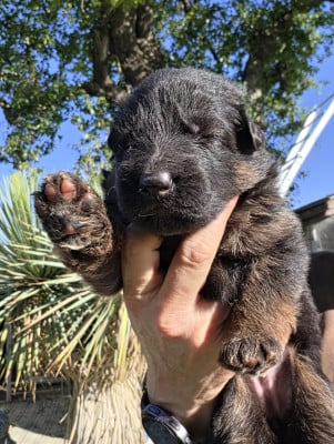 Les chiots de Berger Allemand Poil Long
