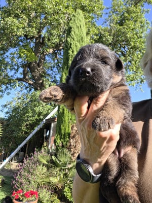 Les chiots de Berger Allemand Poil Long