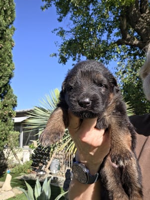 Les chiots de Berger Allemand Poil Long