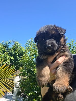 Les chiots de Berger Allemand Poil Long