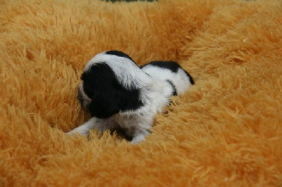 Les chiots de Cocker Spaniel Anglais