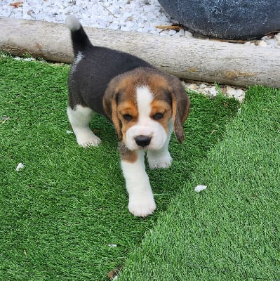 Beagle Chiot A Vendre