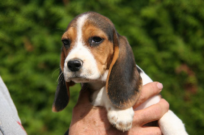 Les chiots de Beagle