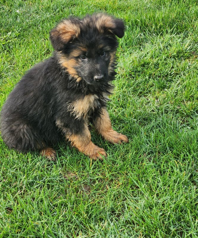 Berger Allemand Poil Long - de la Taverniere
