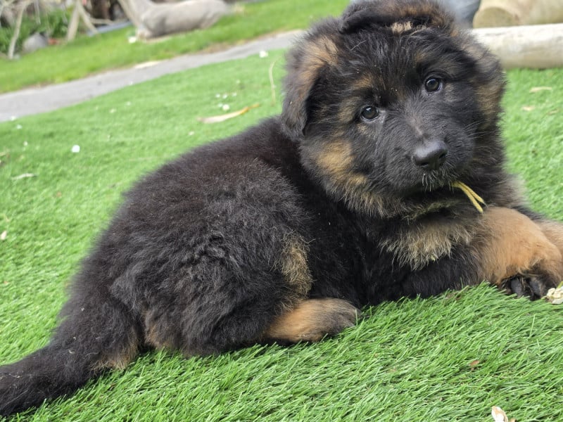 Berger Allemand Poil Long - de la Taverniere