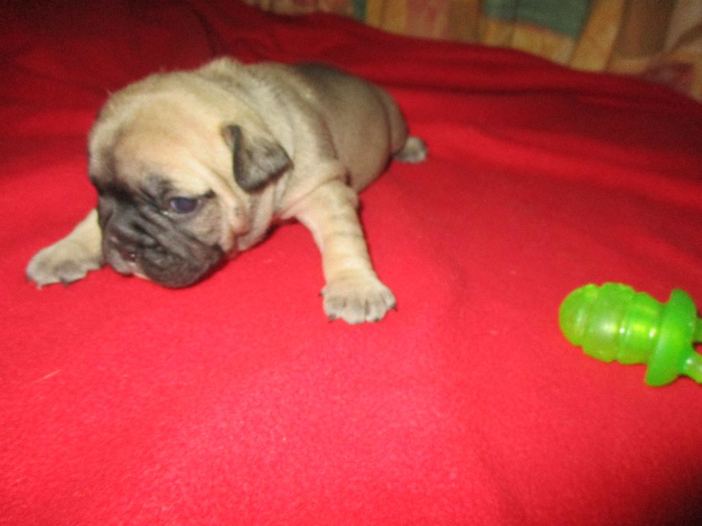 CHIOT - Bouledogue français