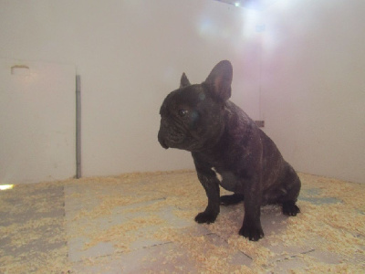 Les chiots de Bouledogue français
