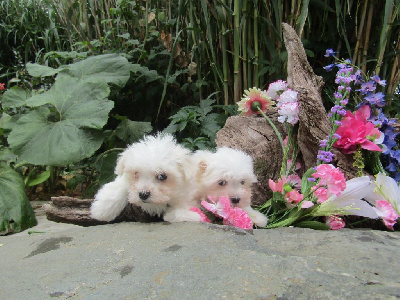 Les chiots de Bichon maltais