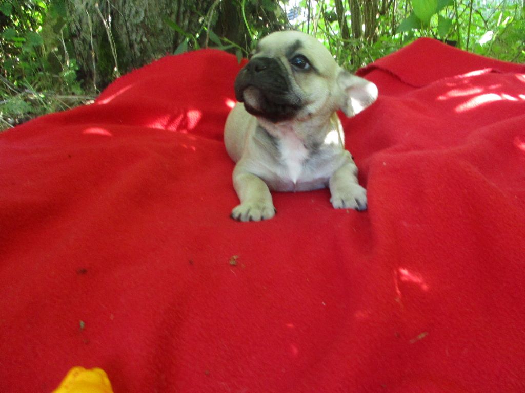CHIOT - Bouledogue français